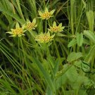 Bupleurum Smithii, Bupleurum Thorowax Seed 5000 PCS, Hei Chai Hu
