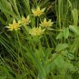 Bupleurum Smithii, Bupleurum Thorowax Seed 5000 PCS, Hei Chai Hu