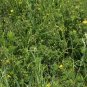 Bupleurum Smithii, Bupleurum Thorowax Seed 5000 PCS, Hei Chai Hu