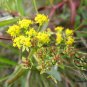 Bupleurum Smithii, Bupleurum Thorowax Seed 5000 PCS, Hei Chai Hu