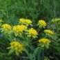 Bupleurum Smithii, Bupleurum Thorowax Seed 5000 PCS, Hei Chai Hu