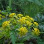 Bupleurum Smithii, Bupleurum Thorowax Seed 5000 PCS, Hei Chai Hu