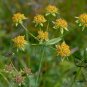 Bupleurum Smithii, Bupleurum Thorowax Seed 5000 PCS, Hei Chai Hu