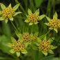 Bupleurum Smithii, Bupleurum Thorowax Seed 5000 PCS, Hei Chai Hu