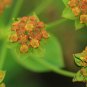 Bupleurum Smithii, Bupleurum Thorowax Seed 5000 PCS, Hei Chai Hu