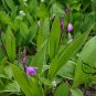 Bletilla Striata, Urn Orchid Seed 1000 PCS, Hyacinth Orchid Bai Ji