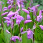 Bletilla Striata, Urn Orchid Seed 1000 PCS, Hyacinth Orchid Bai Ji