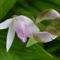 Bletilla Striata, Urn Orchid Seed 1000 PCS, Hyacinth Orchid Bai Ji