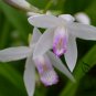Bletilla Striata, Urn Orchid Seed 1000 PCS, Hyacinth Orchid Bai Ji