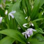 Bletilla Striata, Urn Orchid Seed 1000 PCS, Hyacinth Orchid Bai Ji