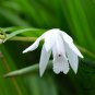 Bletilla Striata, Urn Orchid Seed 1000 PCS, Hyacinth Orchid Bai Ji