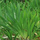 Belamcanda Chinensis, Leopard Lily Seed 1000 PCS, Leopard Flower Shegan