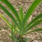 Belamcanda Chinensis, Leopard Lily Seed 1000 PCS, Leopard Flower Shegan