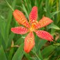 Belamcanda Chinensis, Leopard Lily Seed 1000 PCS, Leopard Flower Shegan