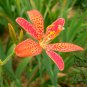 Belamcanda Chinensis, Leopard Lily Seed 1000 PCS, Leopard Flower Shegan