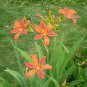 Belamcanda Chinensis, Leopard Lily Seed 1000 PCS, Leopard Flower Shegan