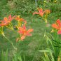 Belamcanda Chinensis, Leopard Lily Seed 1000 PCS, Leopard Flower Shegan