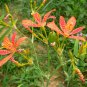 Belamcanda Chinensis, Leopard Lily Seed 1000 PCS, Leopard Flower Shegan
