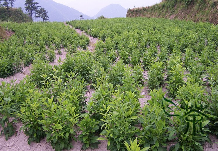 Atractylodes Macrocephala, White Atractylodes Seed 1000 PCS, Bai Zhu