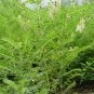 Astragalus Membranaceus, Mongolian Milkvetch Seed 3000 PCS, Huang Qi