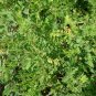 Astragalus Membranaceus, Mongolian Milkvetch Seed 3000 PCS, Huang Qi