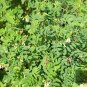 Astragalus Membranaceus, Mongolian Milkvetch Seed 3000 PCS, Huang Qi