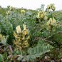 Astragalus Membranaceus, Mongolian Milkvetch Seed 3000 PCS, Huang Qi