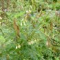 Astragalus Membranaceus, Mongolian Milkvetch Seed 3000 PCS, Huang Qi