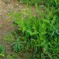 Astragalus Complanatus, Flatstem Milkvetch Seed 2000 PCS, Sha Yuan Zi