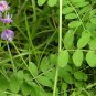 Astragalus Complanatus, Flatstem Milkvetch Seed 2000 PCS, Sha Yuan Zi