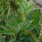 Astragalus Complanatus, Flatstem Milkvetch Seed 2000 PCS, Sha Yuan Zi