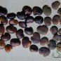 Astragalus Complanatus, Flatstem Milkvetch Seed 2000 PCS, Sha Yuan Zi