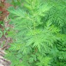 Artemisia Carvifolia, Artemisia Annua Seed 5000 PCS, Sweet Wormwood Qing Hao