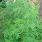 Artemisia Carvifolia, Artemisia Annua Seed 5000 PCS, Sweet Wormwood Qing Hao