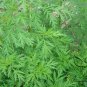 Artemisia Carvifolia, Artemisia Annua Seed 5000 PCS, Sweet Wormwood Qing Hao