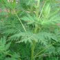 Artemisia Carvifolia, Artemisia Annua Seed 5000 PCS, Sweet Wormwood Qing Hao