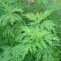 Artemisia Carvifolia, Artemisia Annua Seed 5000 PCS, Sweet Wormwood Qing Hao