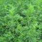 Artemisia Carvifolia, Artemisia Annua Seed 5000 PCS, Sweet Wormwood Qing Hao