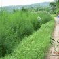Artemisia Carvifolia, Artemisia Annua Seed 5000 PCS, Sweet Wormwood Qing Hao