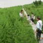 Artemisia Carvifolia, Artemisia Annua Seed 5000 PCS, Sweet Wormwood Qing Hao