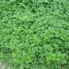 Artemisia Argyi, Chinese Mugwort Seed 5000 PCS, Silvery Wormwood Aicao