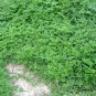 Artemisia Argyi, Chinese Mugwort Seed 5000 PCS, Silvery Wormwood Aicao