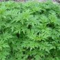 Artemisia Argyi, Chinese Mugwort Seed 5000 PCS, Silvery Wormwood Aicao