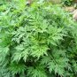 Artemisia Argyi, Chinese Mugwort Seed 5000 PCS, Silvery Wormwood Aicao