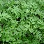 Artemisia Argyi, Chinese Mugwort Seed 5000 PCS, Silvery Wormwood Aicao