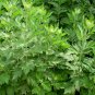 Artemisia Argyi, Chinese Mugwort Seed 5000 PCS, Silvery Wormwood Aicao