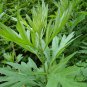 Artemisia Argyi, Chinese Mugwort Seed 5000 PCS, Silvery Wormwood Aicao