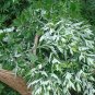 Artemisia Argyi, Chinese Mugwort Seed 5000 PCS, Silvery Wormwood Aicao