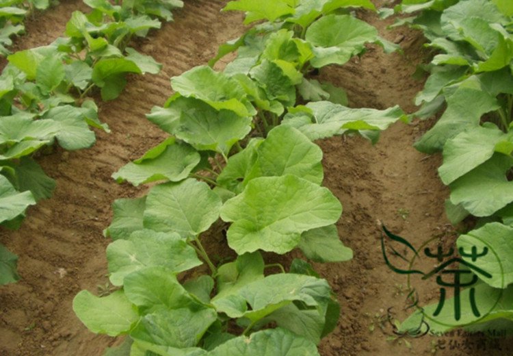 Arctium Lappa, Greater Burdock Seed 2000 PCS, Beggar's Buttons Niu Bang Zi