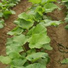 Arctium Lappa, Greater Burdock Seed 2000 PCS, Beggar's Buttons Niu Bang Zi